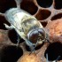 Hlášení počtu včelstev pro dotaci 1.D
